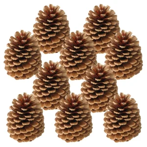 Zapfen Tannenzapfen für Gestecke Naturdeko Bastelmaterial braun 10er Set 10-14 cm